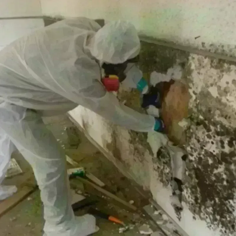 Mold Remediation and Removal in Eugene, OR